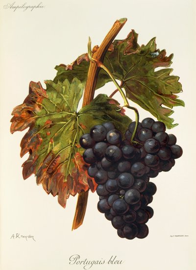 Raisin Portugais bleu par A. Kreyder - Alexis Kreyder