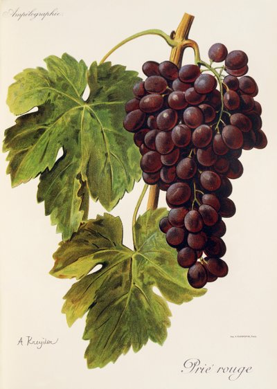 Prié Rouge - Alexis Kreyder