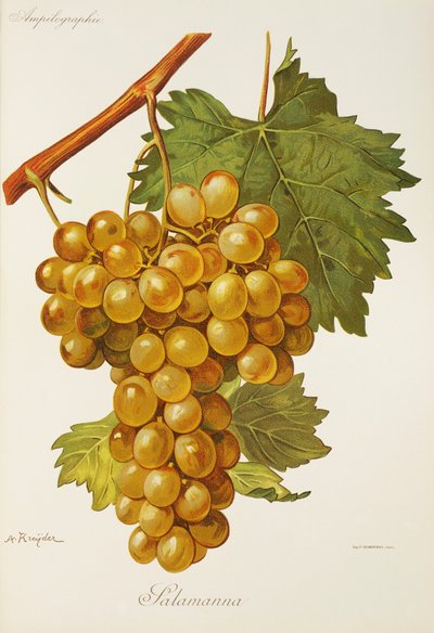 Raisin Salamanna par A. Kreyder - Alexis Kreyder