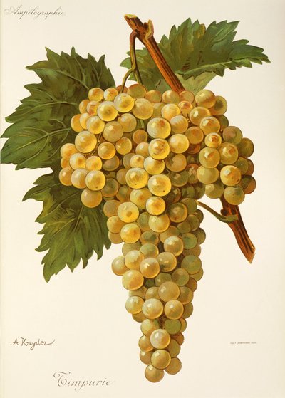 Raisin Timpurie par A. Kreyder - Alexis Kreyder