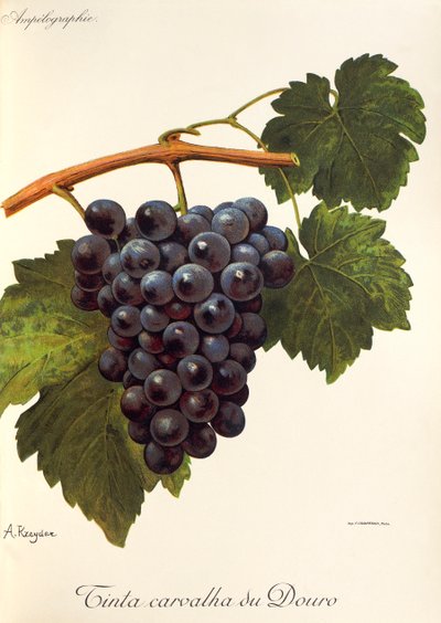 Tinta Carvalha du Douro - Alexis Kreyder