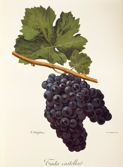 Raisin Tinta Castellao par A. Kreyder - Alexis Kreyder