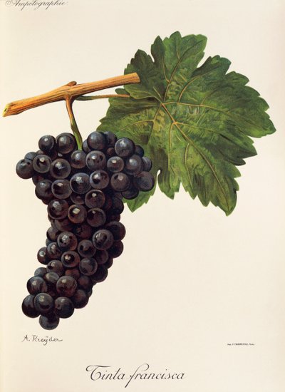 Raisin Tinta Francisca - Alexis Kreyder