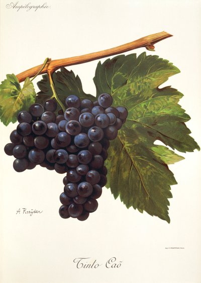 Raisin Tinto Cao - Alexis Kreyder