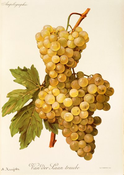 Van der Laan Traube - Alexis Kreyder