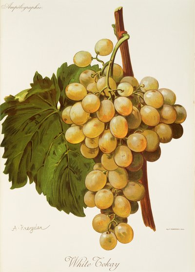 Raisin White Tokay par A. Kreyder - Alexis Kreyder