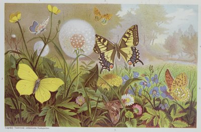 Papillons, illustration d