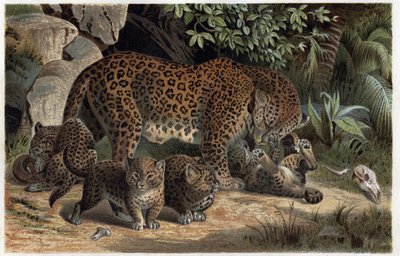 Panthère et ses petits - Panthera, de « La vie des animaux de Brehm » (gravure) - Alfred Brehm