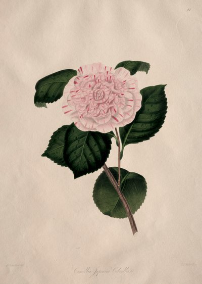 Illustrations et descriptions de...l