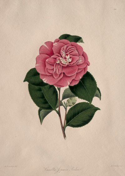 Illustrations et descriptions de...l