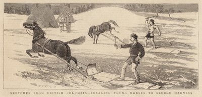 Croquis de la Colombie-Britannique, dressage des jeunes chevaux au harnais de traîneau - Alfred Chantrey Corbould