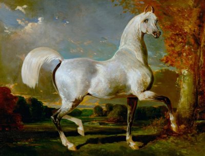Étalon arabe - Alfred Dedreux