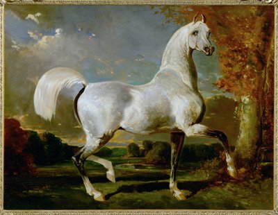 Etalon Arabe - Pur-sang arabe ... - Alfred Dedreux or de Dreux