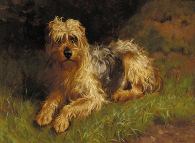Terrier à poil doux - Alfred Duke