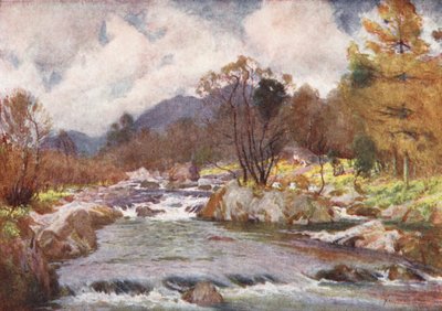 District des Lacs : Jonquilles sur les rives du Silvery Duddon - Alfred Heaton Cooper