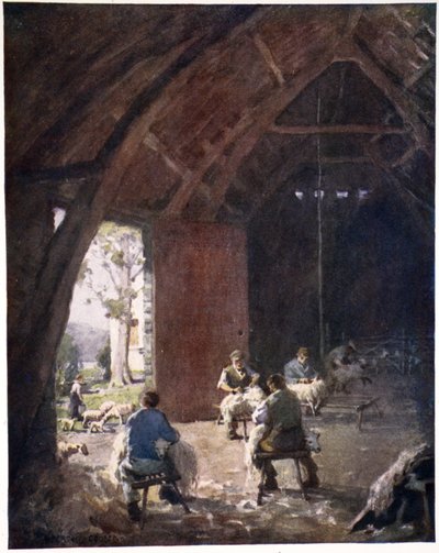 Tonte des moutons, ferme d