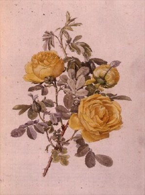Rosa Genus, No.10, 755, c.1910 - Alfred Parsons