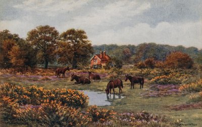 Poneys de la New Forest, Lyndhurst - Alfred Robert Quinton