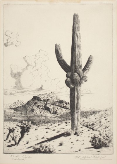 Le sentinelle (Sahuaro) - Alfred Rudolph Waud