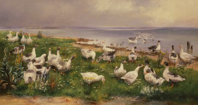 Oies - Alfred Schonian