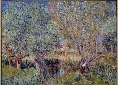 Saules sur les rives de l