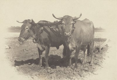  - Alfred Stieglitz