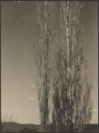 [Peupliers mourants, lac George] - Alfred Stieglitz