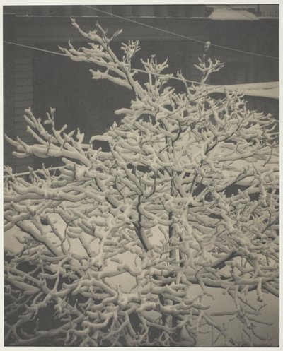 Depuis la fenêtre arrière "291" Arbre couvert de neige, arrière-cour - Alfred Stieglitz