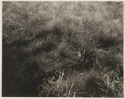 Graminées - Alfred Stieglitz
