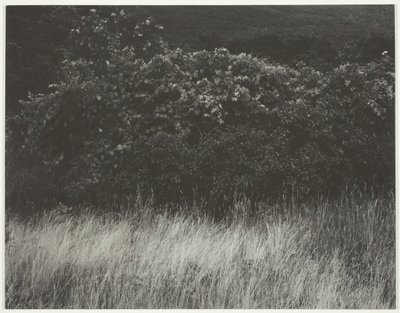 Haie et herbes - Lac George, 1933 - Alfred Stieglitz