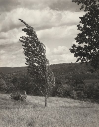 Poplar — Lac George - Alfred Stieglitz