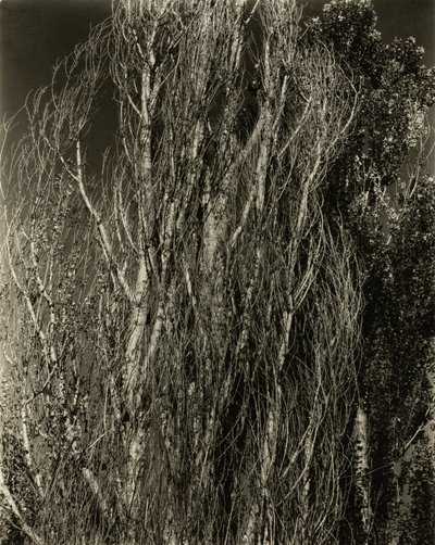 Peupliers—Lac George - Alfred Stieglitz