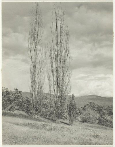 Peupliers—Lac George - Alfred Stieglitz