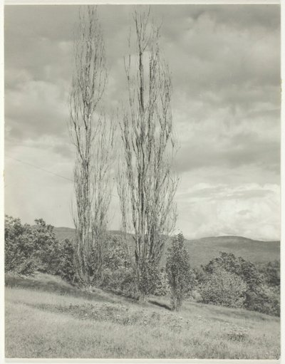 Peupliers—Lac George - Alfred Stieglitz
