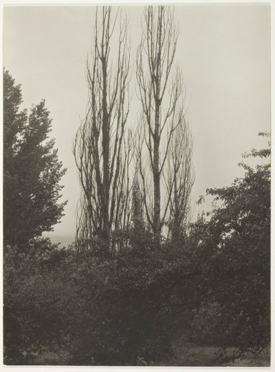 Peupliers - Lac George - Alfred Stieglitz
