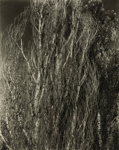 Peupliers - Lac George - Alfred Stieglitz