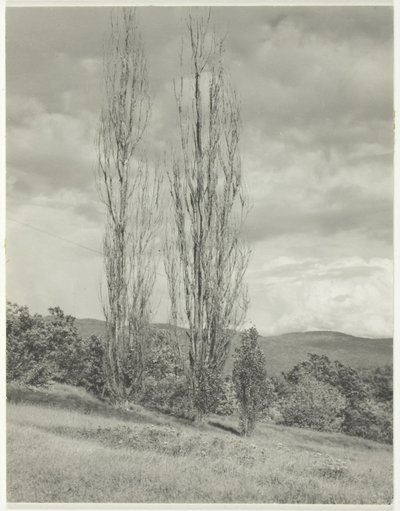 Peupliers, lac George - Alfred Stieglitz