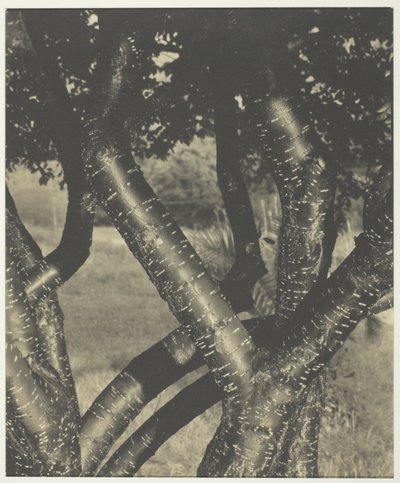 Les arbres dansants - Alfred Stieglitz
