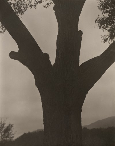 Le châtaignier mourant - Alfred Stieglitz