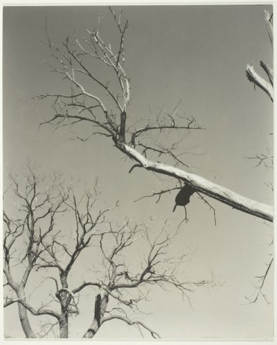 Le marronnier mourant - Mon professeur - Alfred Stieglitz