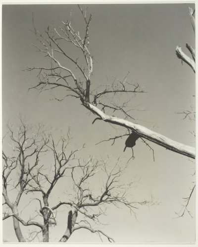 Le châtaignier mourant—Mon professeur, 1927 - Alfred Stieglitz