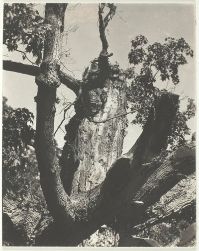 Le vieil érable - Lac George, 1926 - Alfred Stieglitz