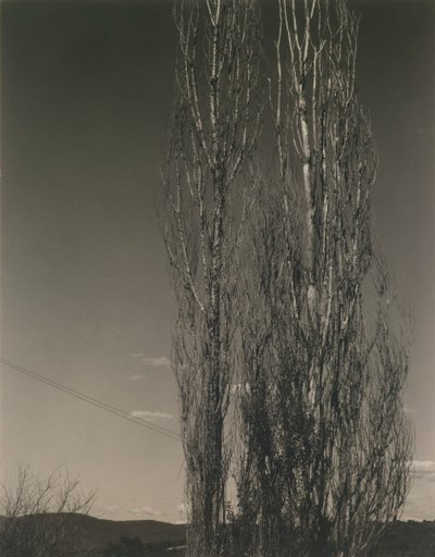 Les deux peupliers, lac George - Alfred Stieglitz