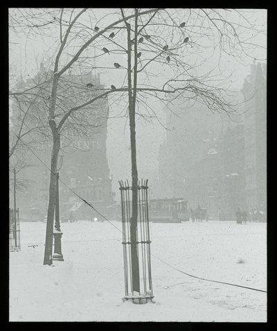 Arbre dans la neige, New York City - Alfred Stieglitz