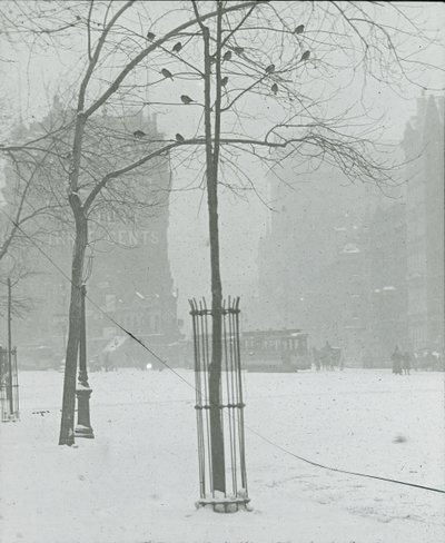 Arbre dans la neige, New York City, 1900-02 - Alfred Stieglitz