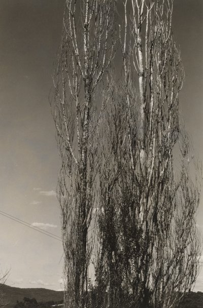 Deux peupliers, lac George (recto) - Alfred Stieglitz