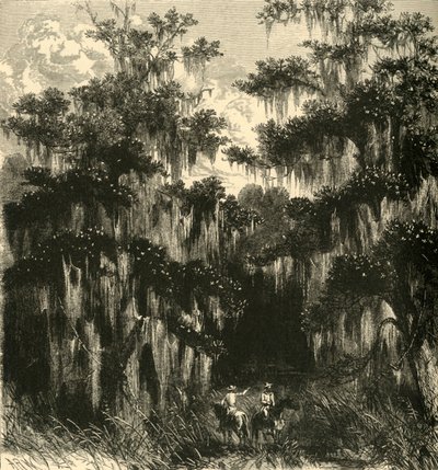Magnolia Swamp - Alfred Rudolph Waud