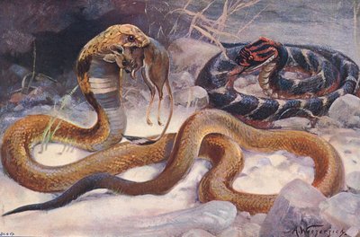 Cobra et Vipère, illustration de 