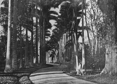 Palmiers à choux dans les jardins de Peradeniya, vers 1890, 1910 - Alfred William Amandus Plate