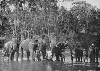 Éléphants sacrés se baignant dans le Mahaweli Ganga à Katugastota, vers 1890, 1910 - Alfred William Amandus Plate